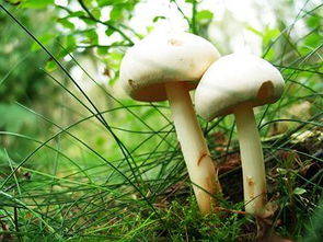 honey mushroom是什么意思，mushroom是啥意思