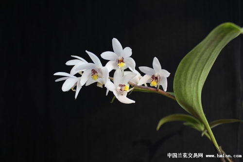 花精的作用和功效，花精灵王