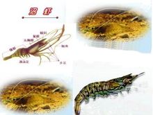甲壳纲类动物及其制品是什么意思，甲壳纲类