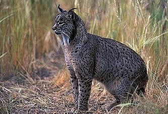 lynx是什么牌子，lynx air