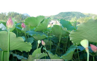 碧荷全文阅读，碧荷白芷小说哪里可以看