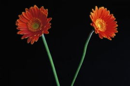 春天来了,公园里的花朵都含苞欲放还是百花争艳