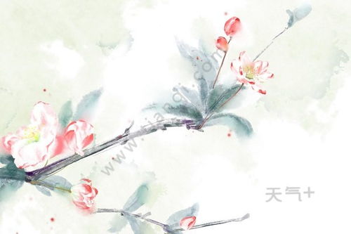 海棠古诗苏轼朗读，海棠古诗苏轼表达了什么情感