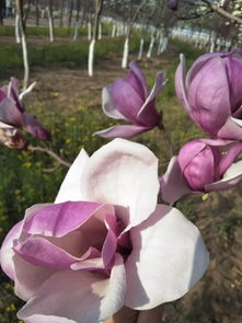 芝兰玉树什么意思?