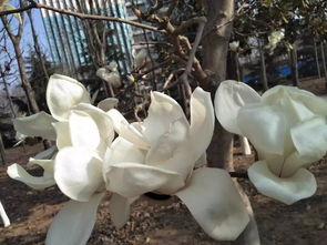 芝兰玉树什么意思解释，芝兰玉树,朗月入怀