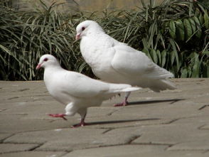 pigeon是什么意思