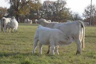 calves cows heifers什么区别