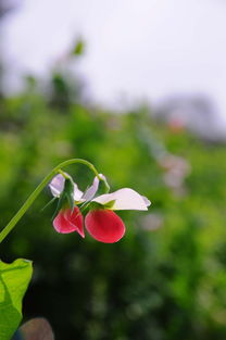 花花点点的小说简易，花花点点是什么意思