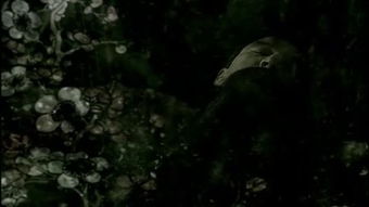 nightingale歌曲，nightingale and rose