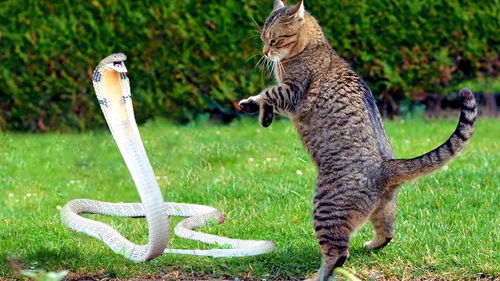 猫老虎狗中哪些共同特征最多?