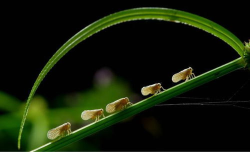 蝉虞世南翻译，蝉虞世南古诗解析