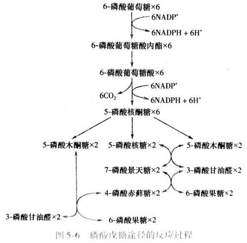 生物化学里NADPH叫什么
