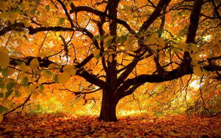 描写秋天的特点有哪些?