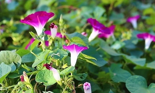 牵牛花的作文300字，牵牛花的作文200字