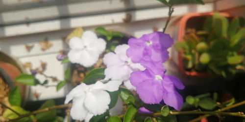 花花点点的解释