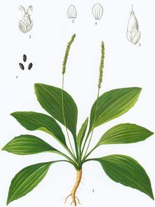 “芣苢”的古诗带拼音和声调的有?