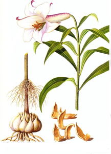 怎样描写百合花的样子