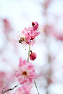 诗句“采得百花成蜜后,为谁辛苦为谁忙”全诗及注解