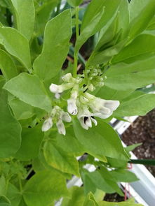 蚕豆开花歇后语下一句是什么?
