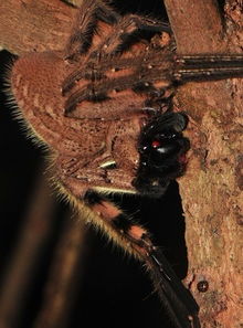 spider是什么意思，spidersecret短裤多钱