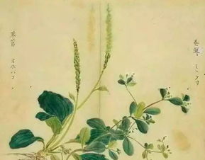 芣苢拼音版原文，芣苢原文及朗诵