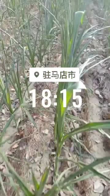 旱怎么读?