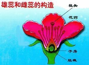 雌蕊的拼音怎么读，雌蕊柱头有黏液主要是为了沾上花粉对吗