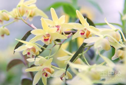 千金花的根能用药吗?