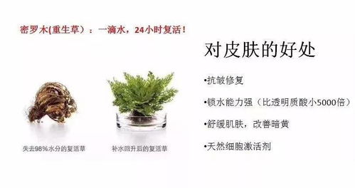 罗木麻的功效，罗木树图片