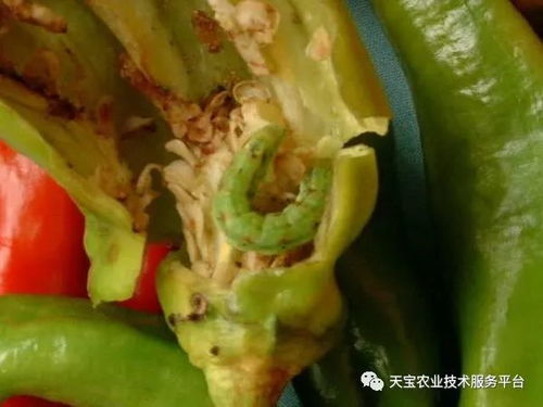 棉铃虫是什么?