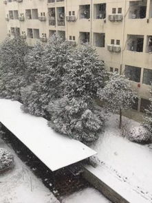 读《我的世界下雪了》有感