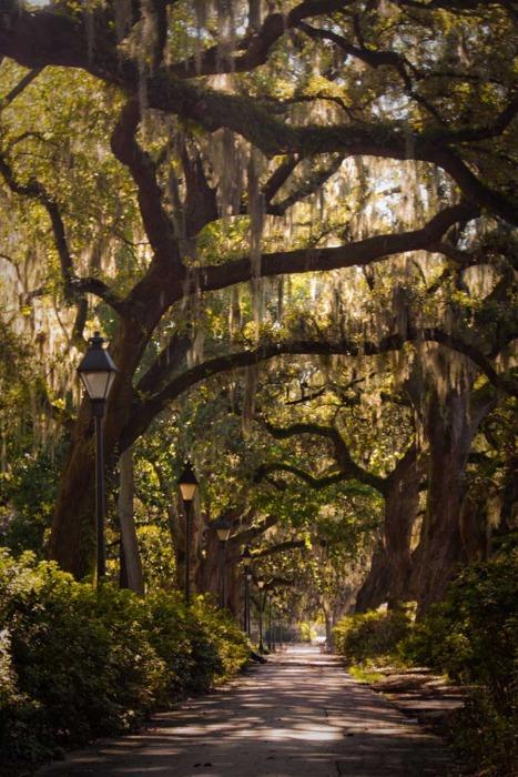 古人说的绿叶成荫什么意思?