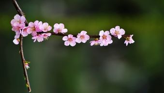 桃花造句一年级，粉色的桃花造句