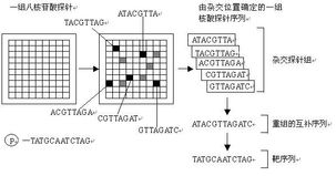 基因芯片是建立在哪种技术的基础
