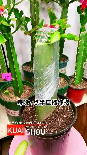 仙人柱的养殖方法和注意事项，仙人柱花能吃吗,怎么吃