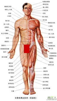 人体部位名称介绍，人体部位名称对应的比喻象征意义