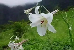 心田上的百合花 阅读答案