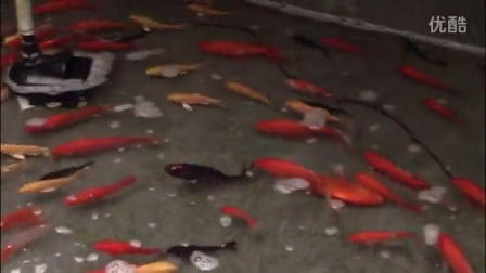 如何繁殖鱼虫 方法很简单
