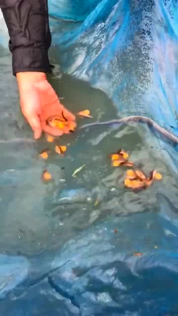金龙吐珠图片，金龙吐珠风水地的特点