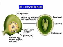 珠被是由什么发育而来