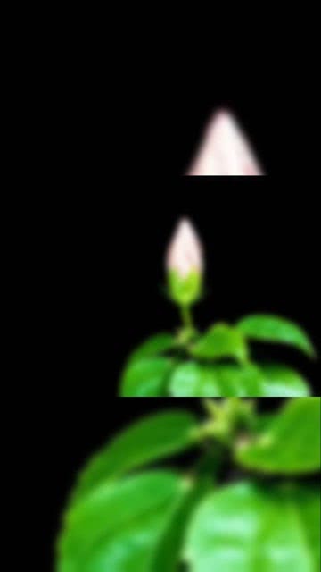 我们走着走着花就开了是什么歌?