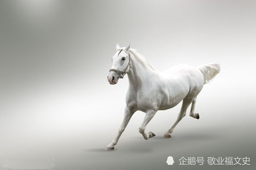 赤兔打一字双色球，赤兔是什么字
