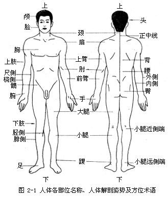 人体身体部位表