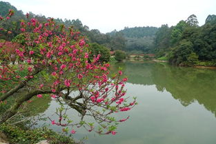 佛山南国桃园南海观音寺开放时间，佛山南国桃园别墅房价
