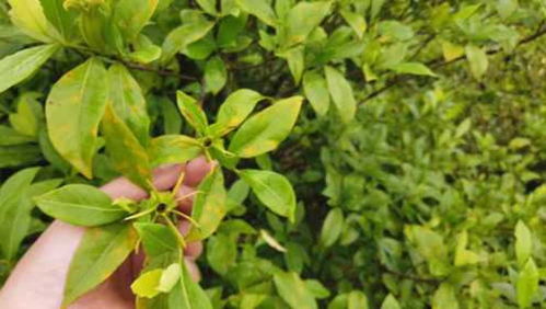 枙子鼓汤的作用，枙子花语是什么
