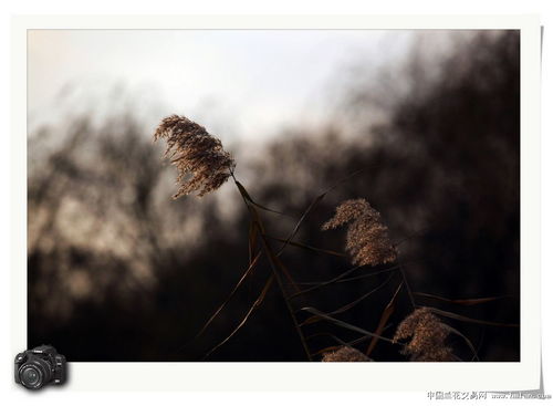 寒意潇潇什么意思
