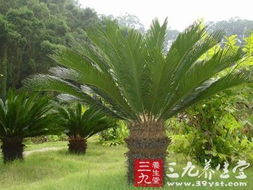 蒲葵子的药用功效是什么?
