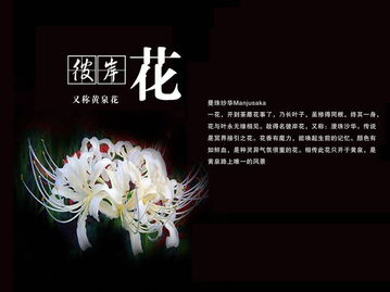 彼岸花的全部诗句