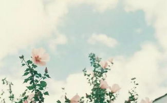 我们走着走着花就开了舞蹈，我们走着走着花就开了歌曲原唱