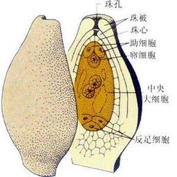 珠被发育成种皮子房壁发育成果皮对不对，珠被是母本的体细胞吗